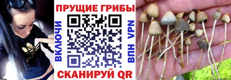 Псилоцибиновые грибы Magic Shrooms  Купить  Заозёрск 